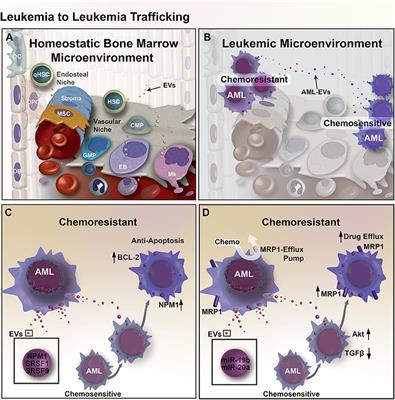 Extracellular Vesicles and <mark class="highlighted">Chemotherapy Resistance</mark> in the AML Microenvironment
